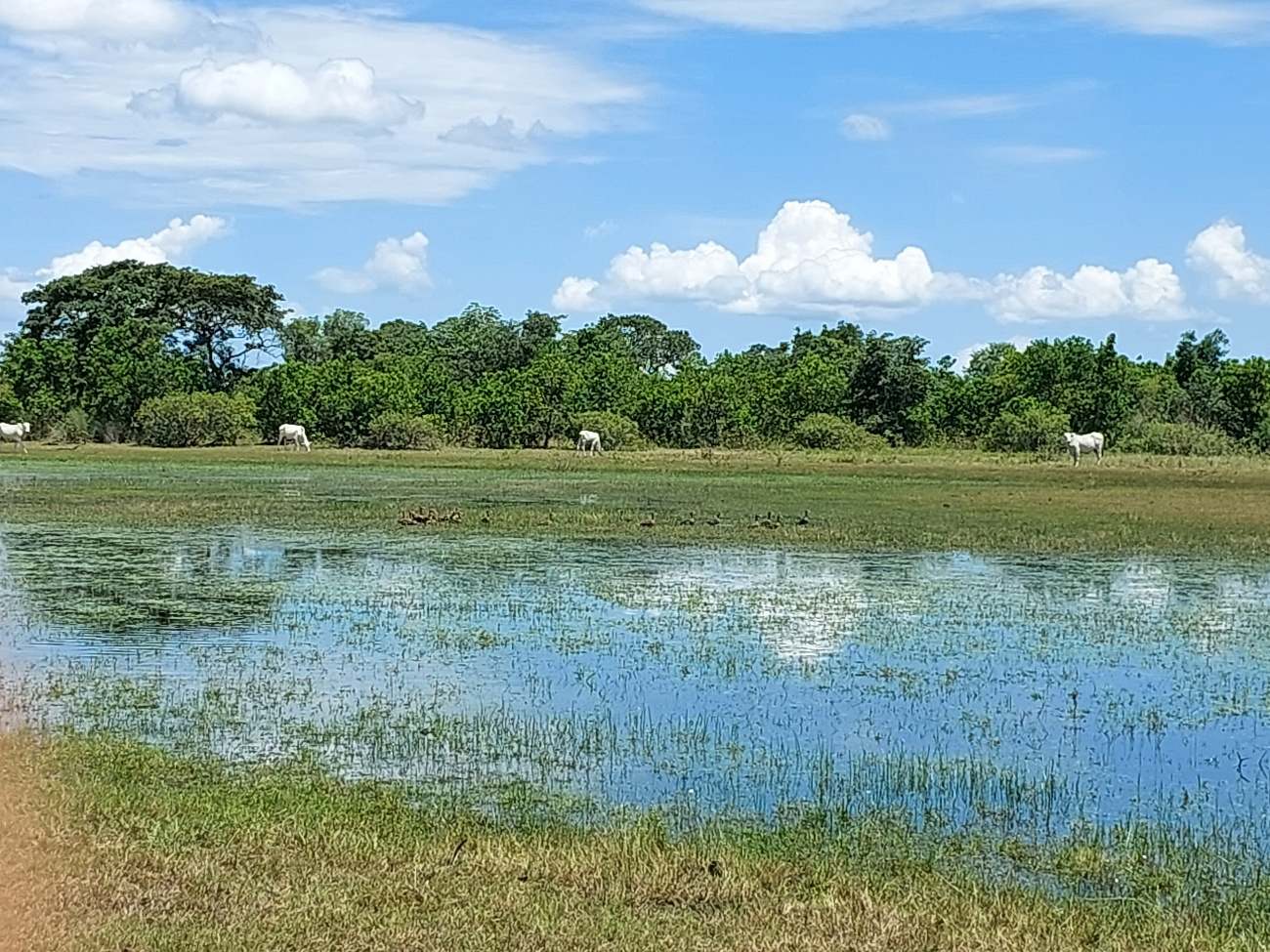 Fazenda Cristal Conservation Project